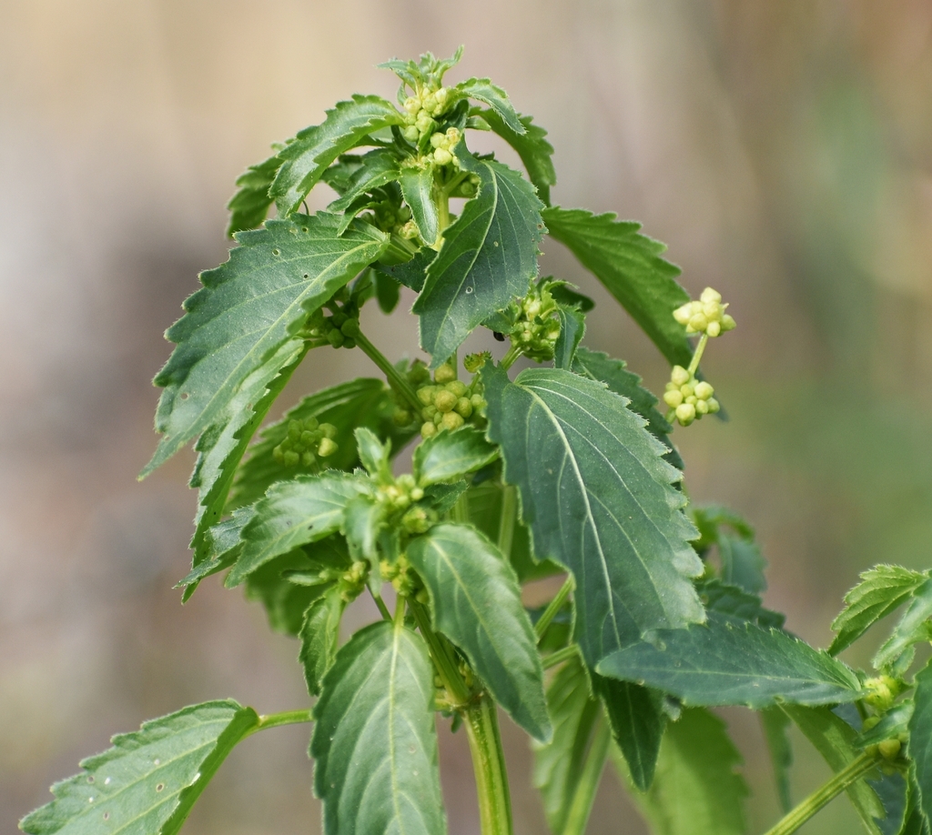 Mercurialis annua — a medium houseplant, prefers partial sun light