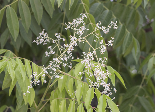 Spondias bahiensis