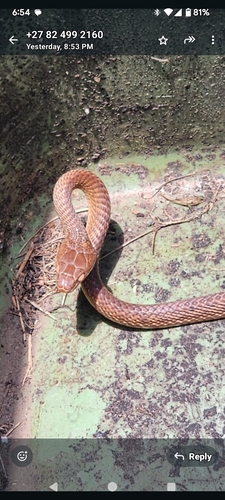 Brown Tree Snake sighting