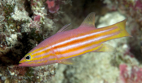 African Basslet — seen at this dive site