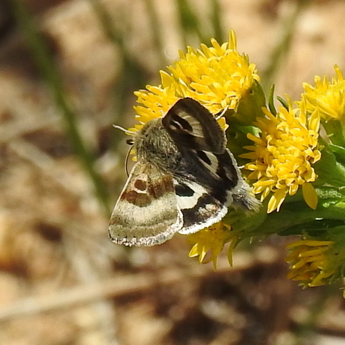 Heliothis oregonica H.Edwards, 1875