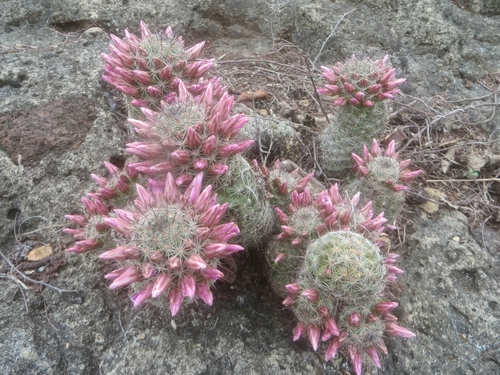 Sheldon's pincushion
