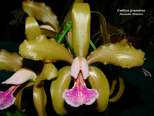 Granulose Cattleya