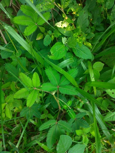 Sensitive Plant