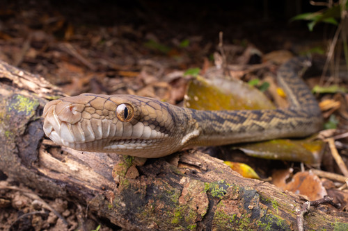 Australian Scrub Python sighting