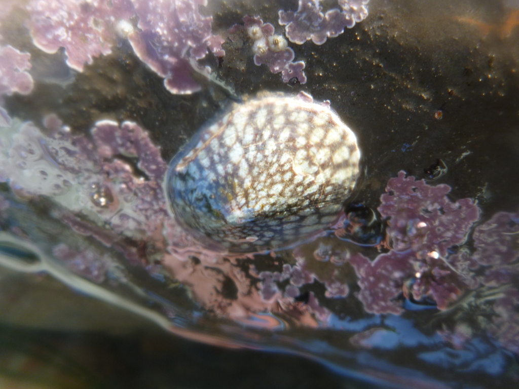 Rocking Chair Limpet from Marin County, CA, USA on January 11, 2025 at ...