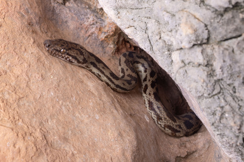 Spotted Python sighting