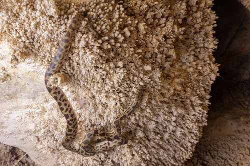 Spotted Python sighting