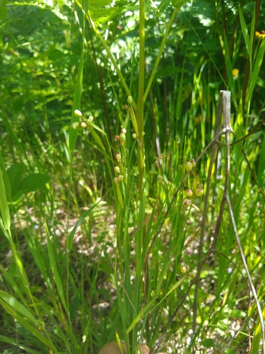 Nishnab blue-eyed grass (Sisyrinchium strictum)