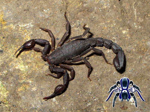 Vaejovis dugesi · iNaturalist