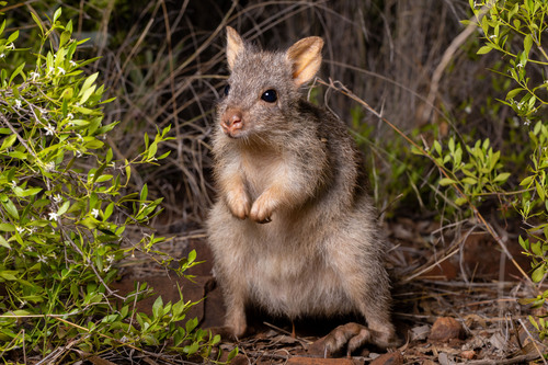 Aepyprymnus rufescens (Gray, 1837)