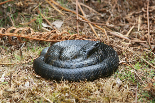 Tiger Snake sighting