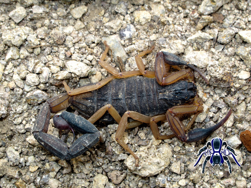 Centruroides nigrimanus
