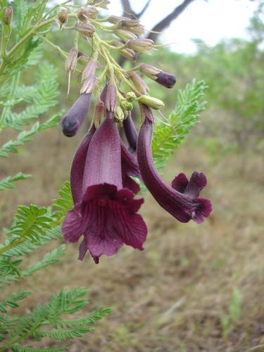 Jacaranda ulei | Native Nature