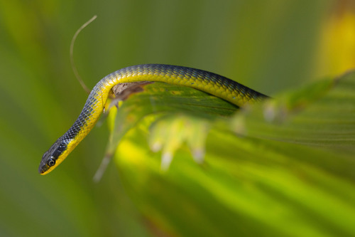 Common Tree Snake sighting