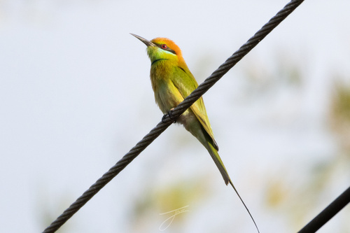 Asian Green Bee-eater