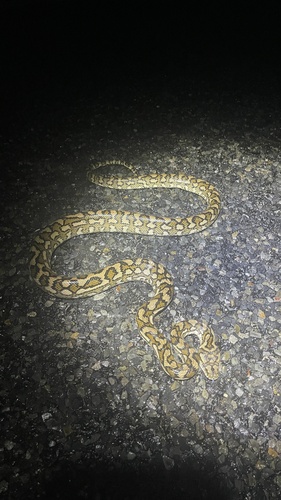 Coastal Carpet Python sighting