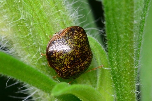 Kudzu Bug