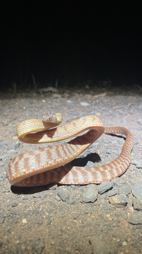 Brown Tree Snake sighting