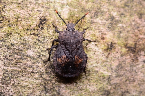 Megymenum gracilicorne Dallas, 1851