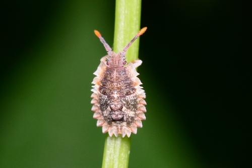 Ukun Insect Photo 46328283, (c) WonGun Kim, all rights reserved, uploaded by WonGun ...
