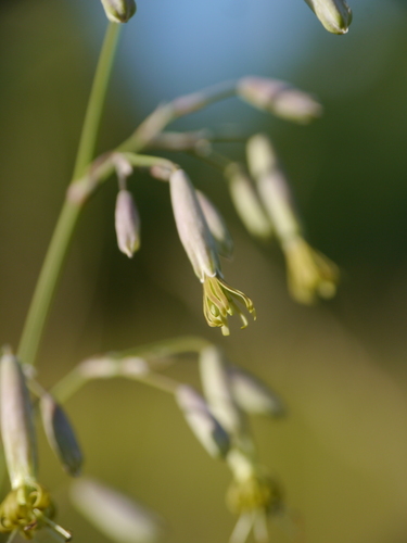 Silene chlorantha