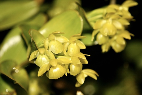 Epidendrum hunterianum