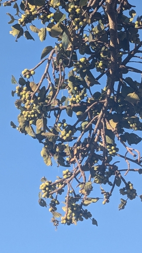 sycamore fig