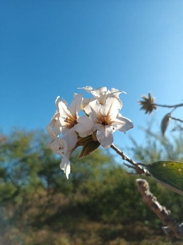 Cordia glabrata