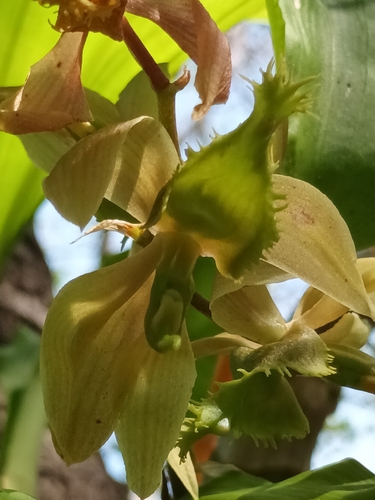 Catasetum blackii