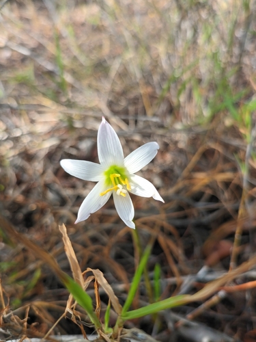 Zephyranthes cearensis