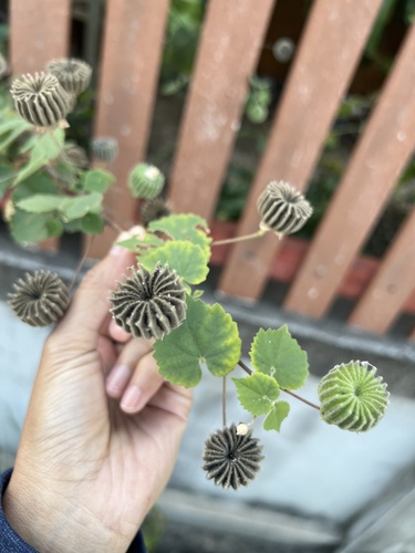 Indian Mallow