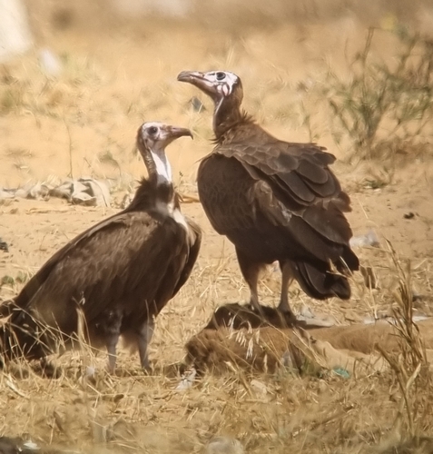 Hooded Vulture