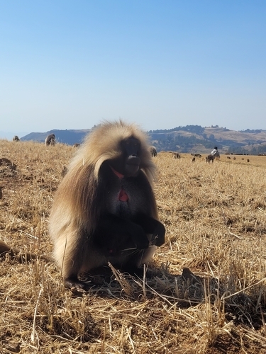 Gelada