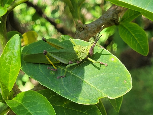 Taphronota calliparea