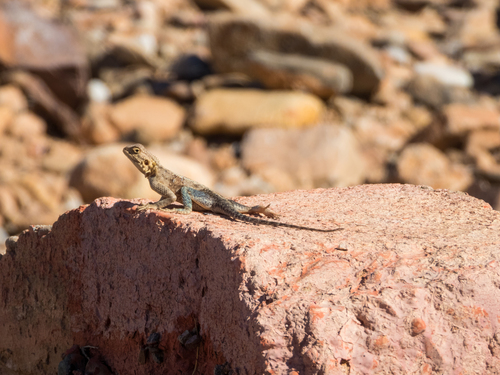 Bibron's Agama