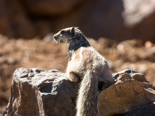 Barbary Ground Squirrel