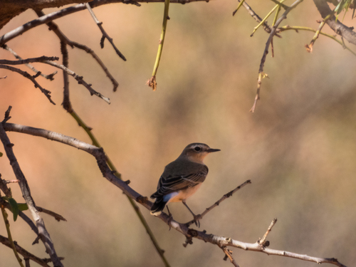 Northern Wheatear