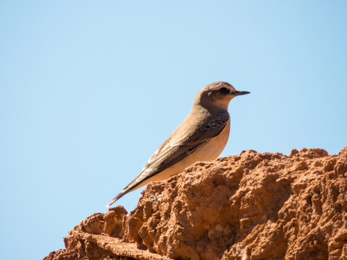 Northern Wheatear