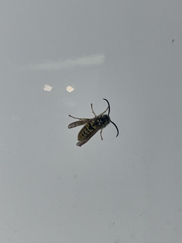 Mashi Insect Photo 463419274, (c) fishi fishi, all rights reserved, uploaded by ...