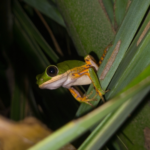 Northern Orange-legged Leaf Frog