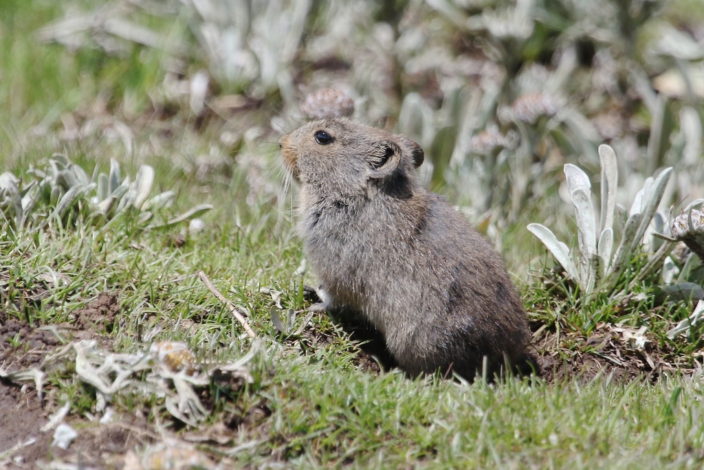 Sloggett's Vlei Rat from Lesotho on January 23, 2017 at 12:50 PM by ...