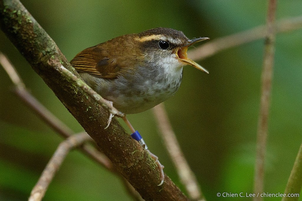 Bornean Stubtail (Urosphena whiteheadi) photo