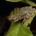 Flat-bodied Slender Toad - Photo (c) Chien Lee, all rights reserved, uploaded by Chien Lee