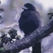 Hawaiian Crow - Photo (c) Gil Ewing, all rights reserved, uploaded by Gil Ewing