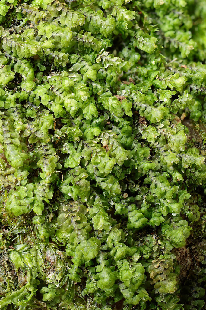 Scapania ligulata (Scapania ligulata)