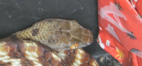 Brown Tree Snake sighting