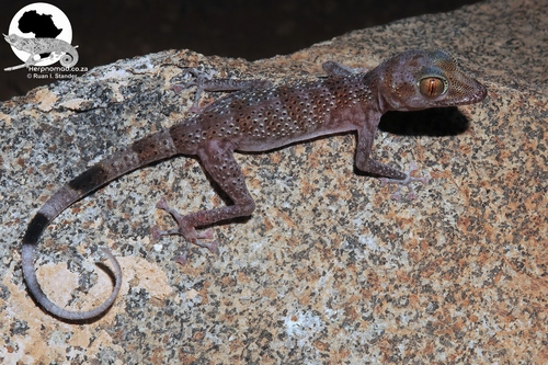Asaccus caudivolvulus
