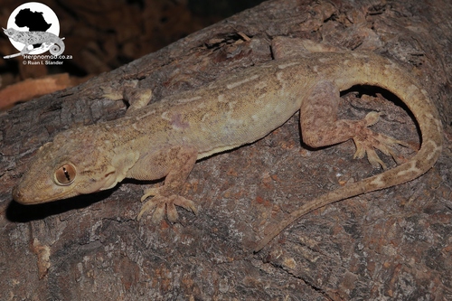 Northern House Gecko
