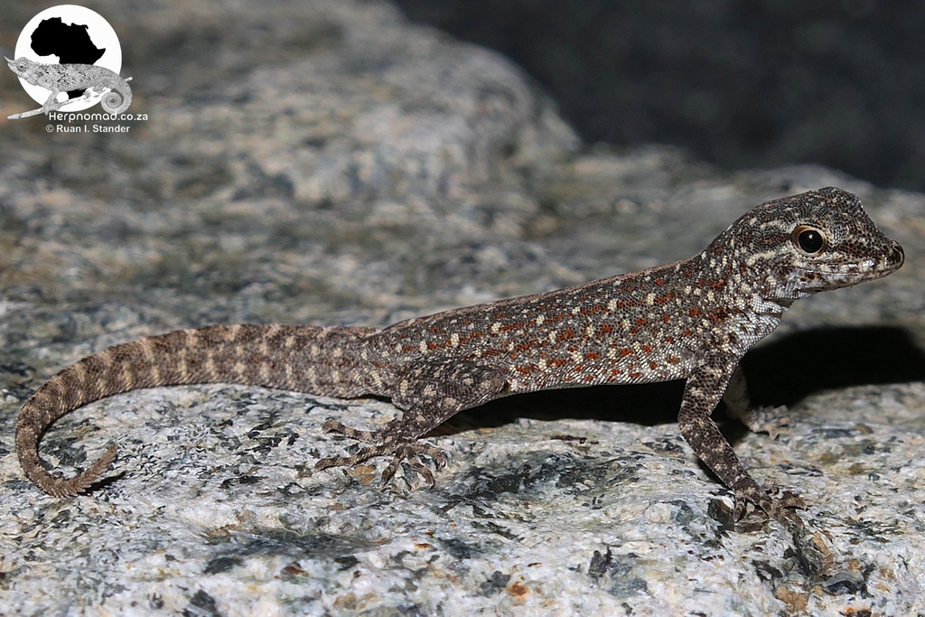 Feulner's Semaphore Gecko (Pristurus feulneri)